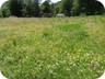 Meadows near the stan