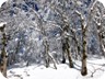 Most of the summit is covered in trees