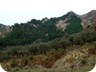 An olive grove along the way