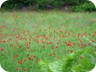 Poppies along the way