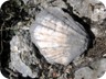 A petrified seashell   - too heavy to carry along