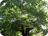 Rrap or plane tree, in Nderan center