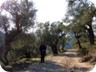 ILong stretches of the trail lead through olive groves.