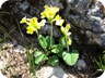 Primula elatior. In German: Himmelsschlüsselchen - or key to heaven. In English: Oxlip