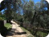 Olive Grove