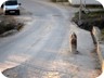 On the road between Priskë and our home, an ingenious way to protect unsuspecting drivers from falling off the bridge