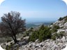 A lone tree on the ridge