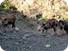 Piglets near the summer houses