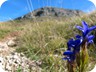 Last flowers, in September