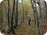 Delightful forest on the way to Kosmas