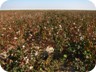 Cotton fields, irrigated through a long and complex web of channels, with water coming through the Karakum canal from more than 1000 kilometers away