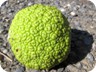 We are still trying to figure out the name of this brainy fruit, or the name of the tree it comes from.