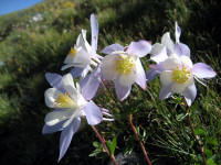 Columbine