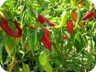 For the farmers, Bashtovë is just another obstacles to growing red hot chillis.
