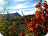 Ostrovices again, with firethorn or pyracantha.