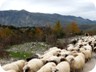 In late November, shepherds and their flocks were returning from the highlands towards their winter home near the coast. The trek may last several days, and winds its way across mountain passes