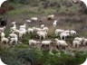 Lambs are kept elsewhere in a nursery - we suspect because they are too small to survive the trek across the mountains