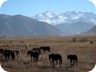 Steppe and Mountains