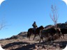 Kyrgyz herdsmen