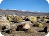 The site of petroglyphs near Cholpon Ata